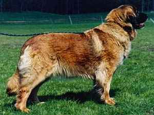 Anuschka Chaloupecke skalky