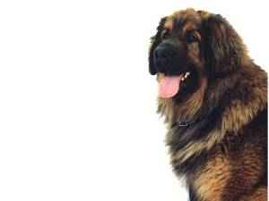 Laszlo v. Welland