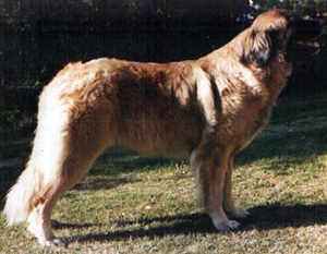 Malarlejonet Leonita