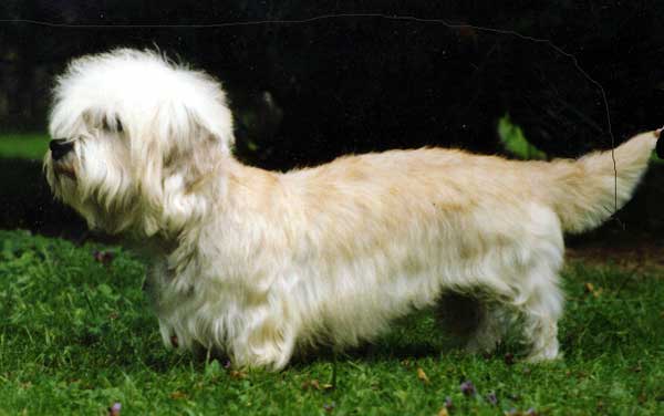 Daphne von Beerenkamp