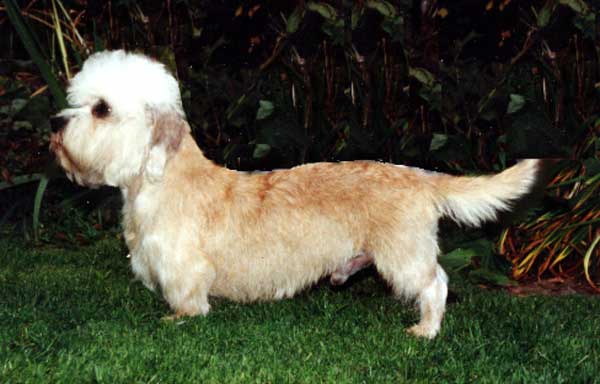 Swanwillow Golden Guinea at Amansan