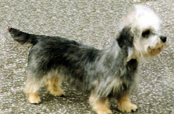 German Dandies' Grey Velvet