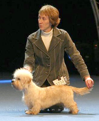 German Dandies' Mandy