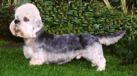 German Dandies' Calimero