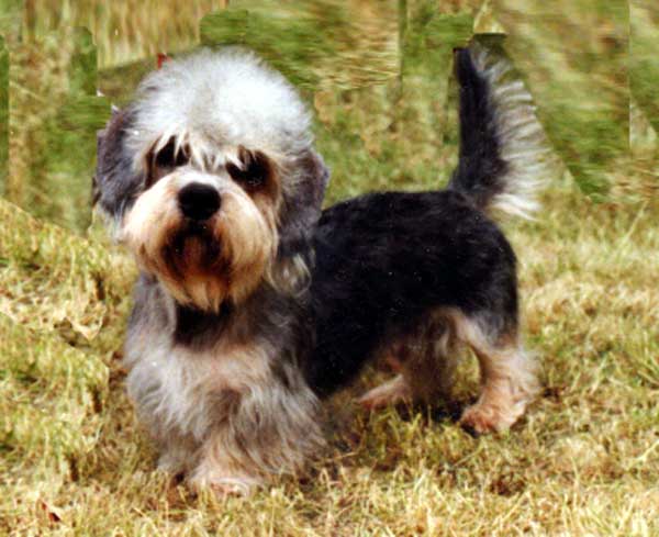 German Dandies' Barry-Bo