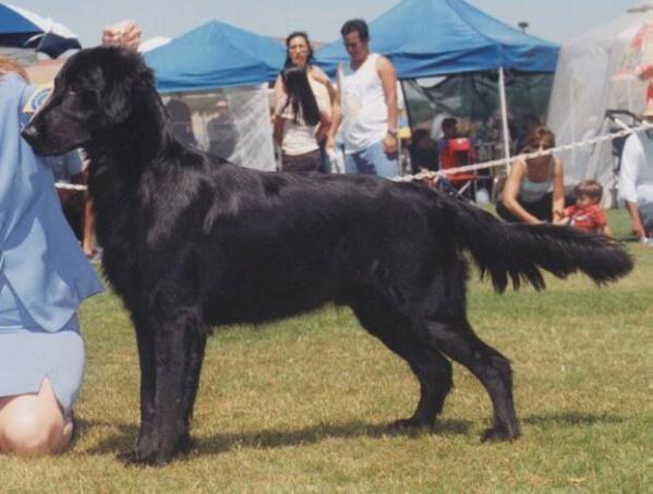 Huntlover's Jumping Star Of Bristol