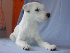 Gulabin's Gigi-Lou