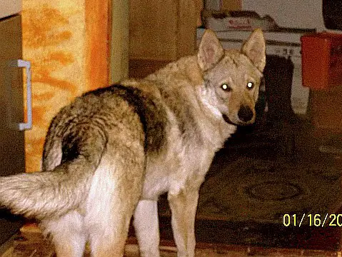 Xtreem Psycho od Úho¿tě