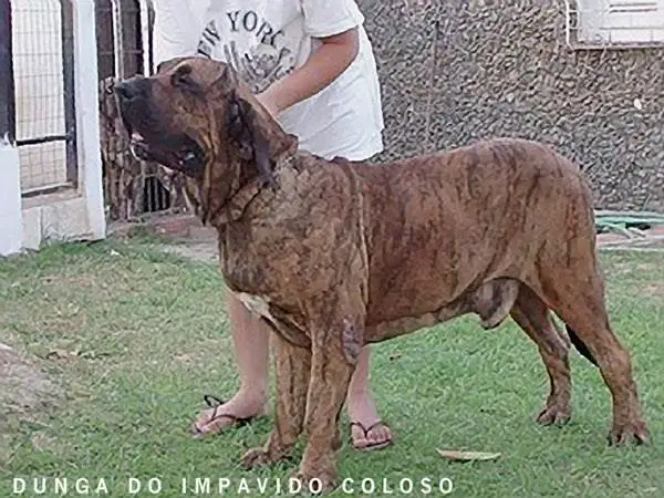 Dunga Inpavido Colosso