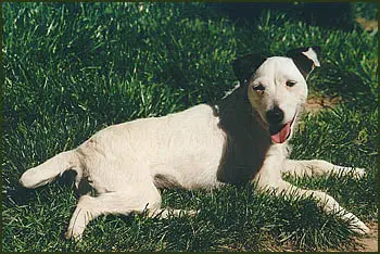 Tess (1996) G-1-2064510