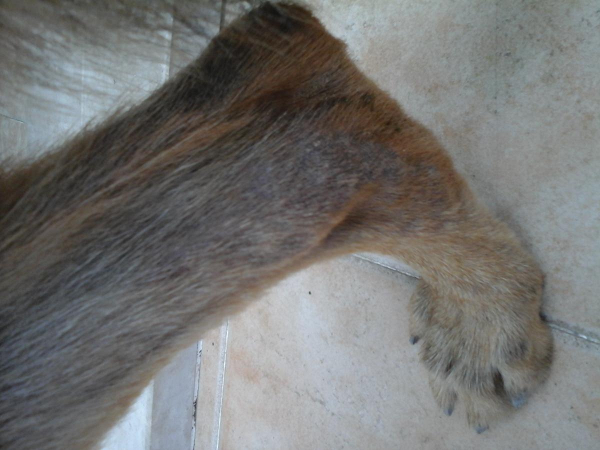 Skin And Ear Allergies And Pedigree Dog Food Skin And Ear Allergies And Pedigree Dog Food