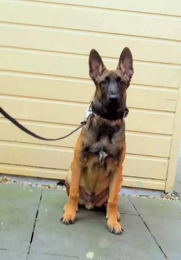 Belgian Malinois Growth Chart