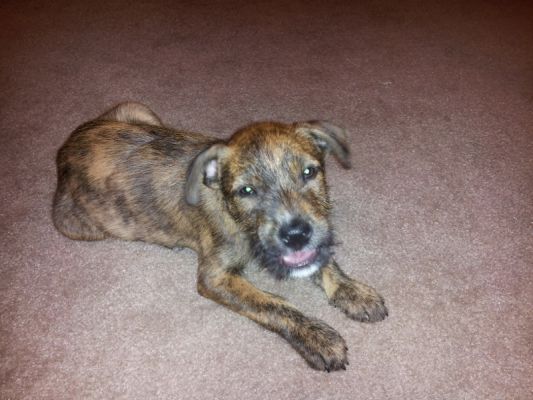 terrier brindle mix