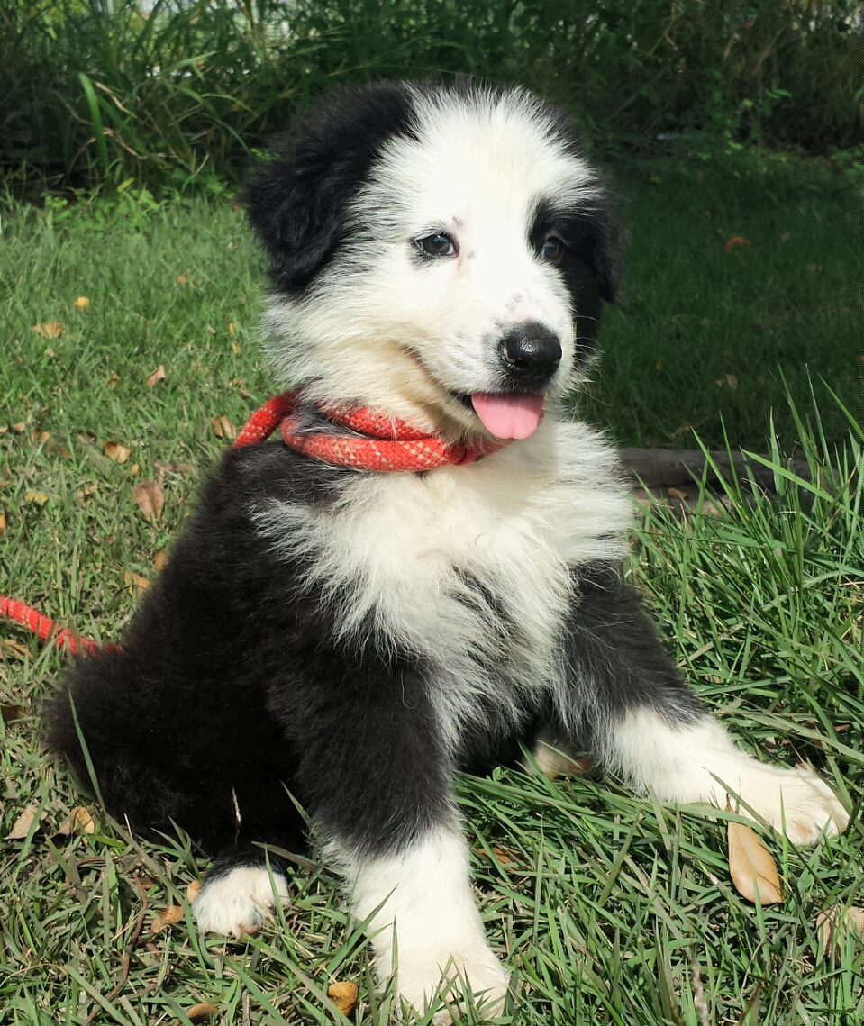 panda german shepherd puppies for sale images of breeds pedigree breeds picture panda german shepherd puppies for sale images of breeds pedigree breeds picture