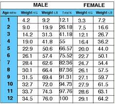 Labrador Retriever Weight Chart