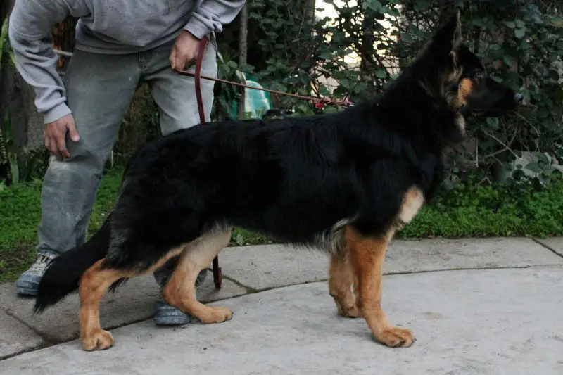 short legged german shepherd