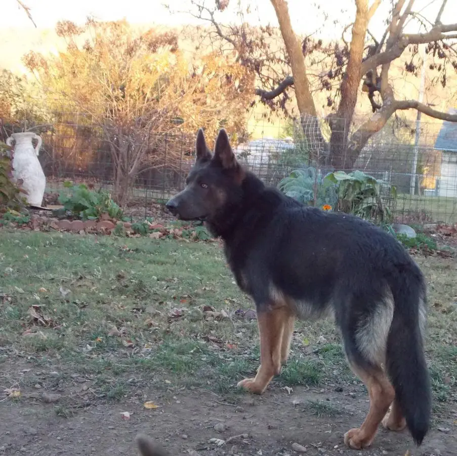 blue bay shepherd temperament