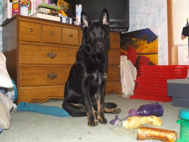 Xander 6 months 35 pounds