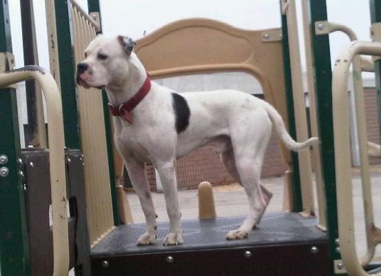 scott style american bulldog