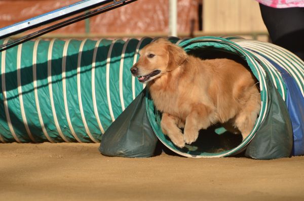 Golden retriever at Agility