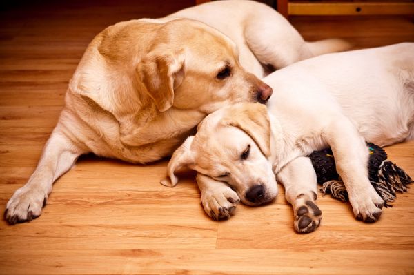 Young and old labradors