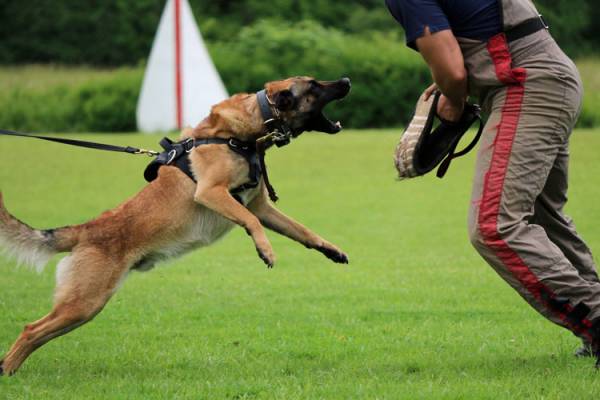 belgian malinois schutzhund