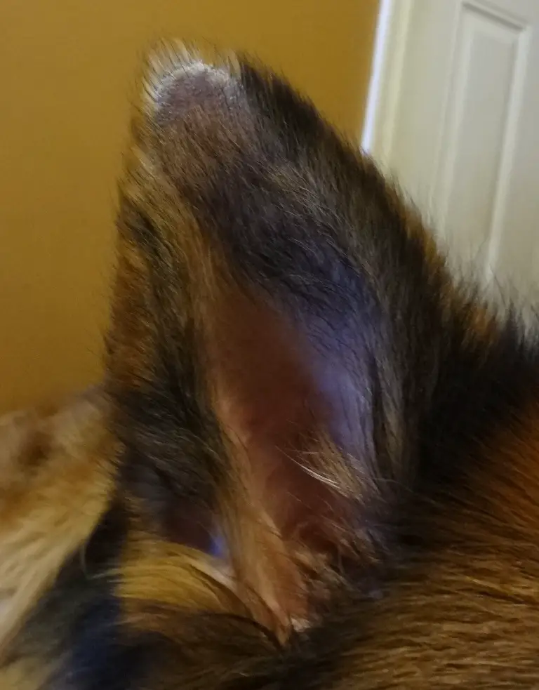 Hair Loss On Cats Ears toxoplasmosis