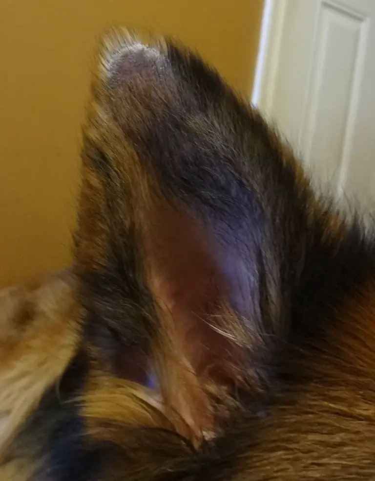 dogs ear hair falling out