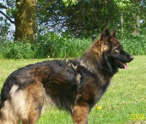 plush coat sable german shepherd