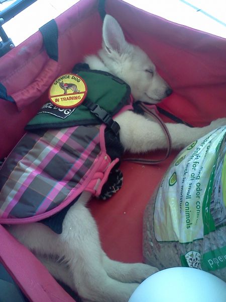 Tuckered from training!