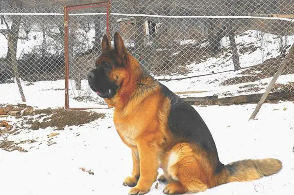 german shepherd mastiff mix for sale