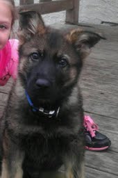 Super Trained Dog Looks Like German Shepherd Super Trained Dog Looks Like German Shepherd