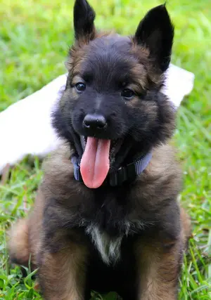 long haired belgian german shepherd