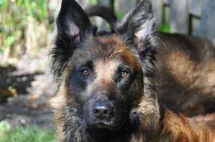 Long Haired Malinois Goldenacresdogs Com