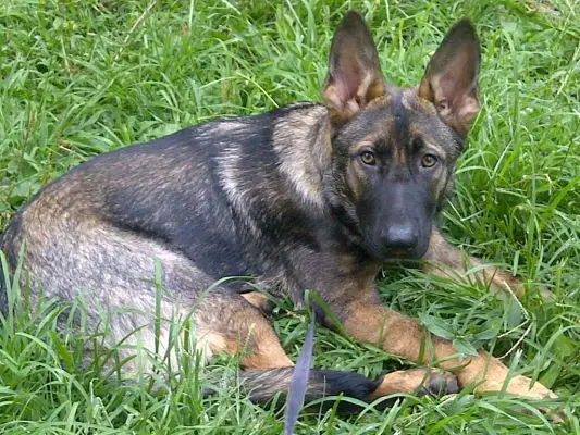 german shepherd weight average german shepherd weight 8 weeks dogs our friends photo german shepherd weight average german shepherd weight 8 weeks dogs our friends photo