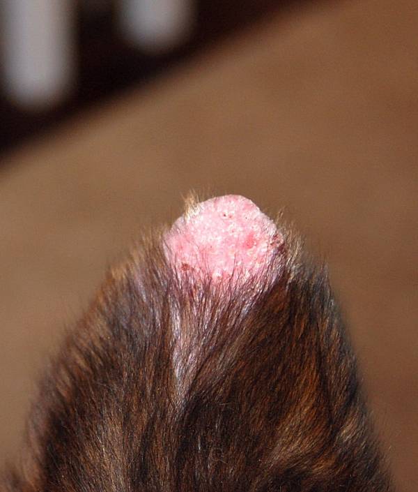 dogs ear hair falling out