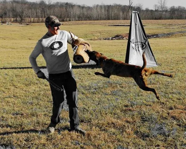 patterdale terrier schutzhund