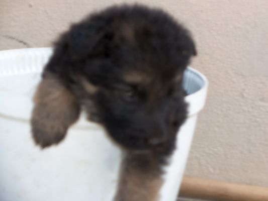 pup at 3weeks
