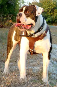 100 johnson american bulldog