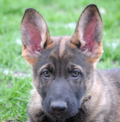 dog breeds with wrinkled forehead