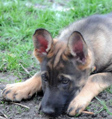 dog breeds with wrinkled forehead