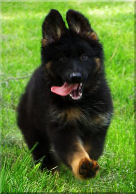 Hi All A Little Help Here 5 Weeks Old Long Coats Or Regular