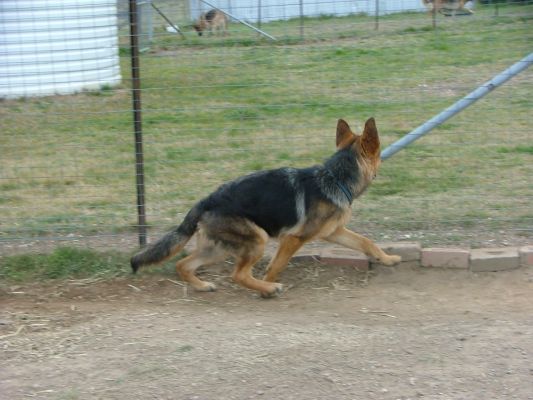 8 month old gsd