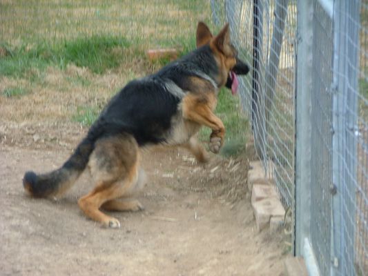 craigslist puppies craigslist puppies dogs breeds picture craigslist puppies craigslist puppies dogs breeds picture
