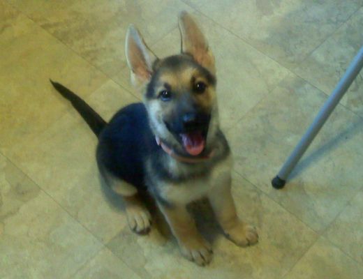Rose as a puppy