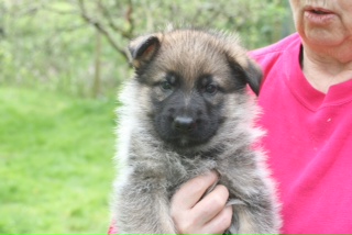 sable color german shepherd puppies