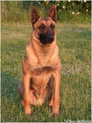 belgian malinois full size