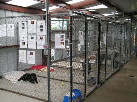 dog sanctuary for sale