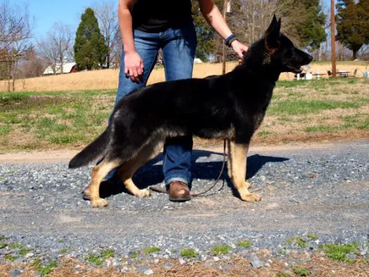 faded bicolor german shepherd