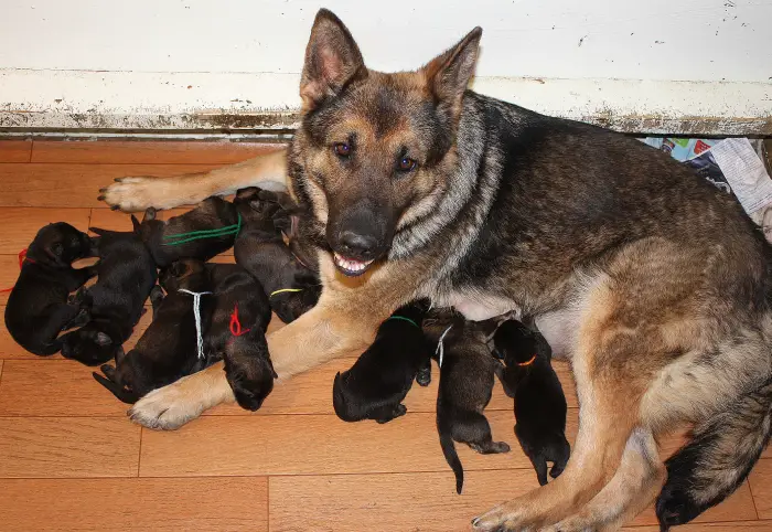 german shepherd puppy feeding german shepherd dogs the most intelligent of its german shepherd puppy feeding german shepherd dogs the most intelligent of its